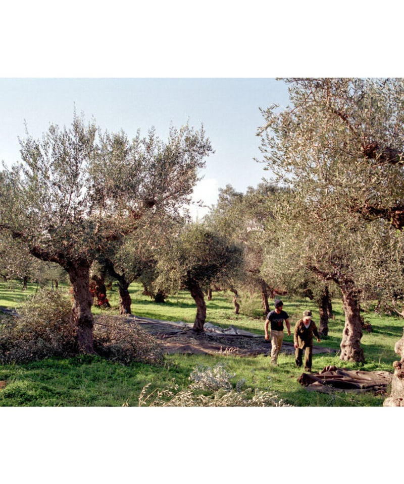 数量限定セール】そらみつ EXオリーバオーガニック【 賞味期限2026年1