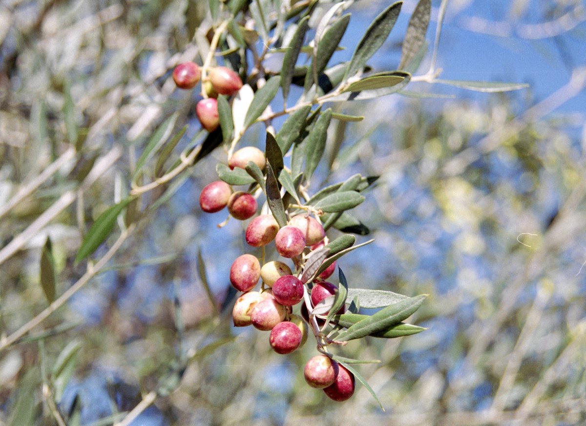 EX海・山のオリーバ 2本セット（化粧箱入り） | Soramitu Shop