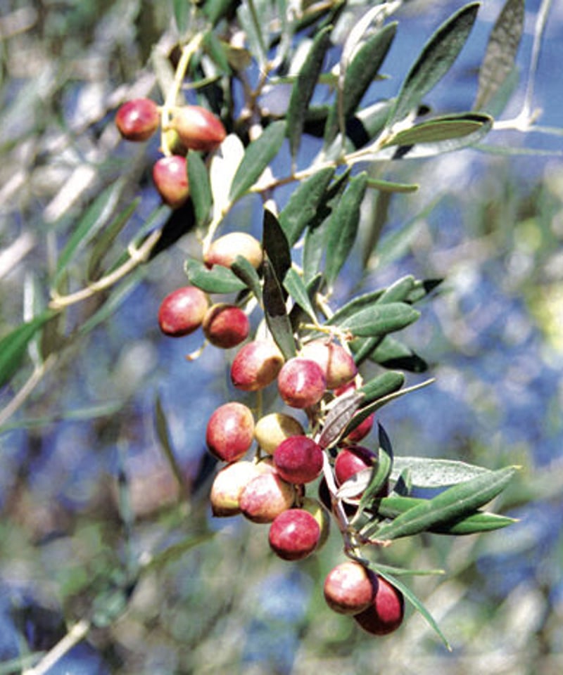 そらみつ EX海のオリーバ 45g | Soramitu Shop