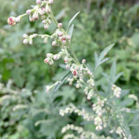 ヨモギオイル/ Yomogi Body Oil /Mugwort/ 限定販売品/Kamado storeis