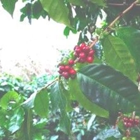 salamander coffee (サラマンダー コーヒー)  100g /自家焙煎/森の珈琲/ハンドロースト/アラビカ種/珈琲豆