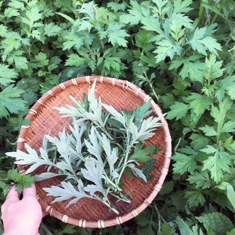 ヨモギオイル/ Yomogi Body Oil /Mugwort/ 限定販売品/Kamado