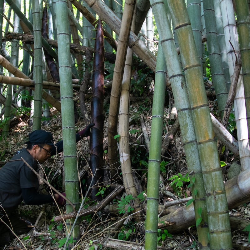 6人のお母さんたちが考えたえごまプチプチ贅沢メンマ/ 純国産メンマ
