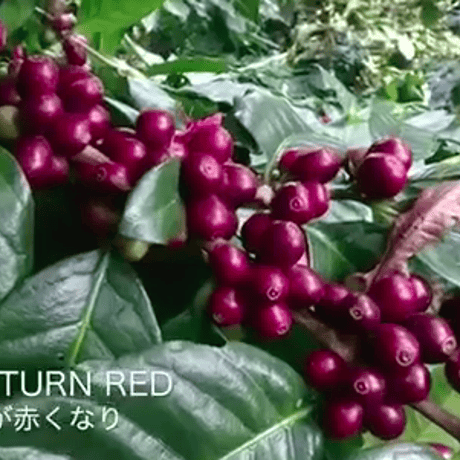 salamander coffee (サラマンダー コーヒー)  100g /自家焙煎/森の珈琲/ハンドロースト/アラビカ種/珈琲豆