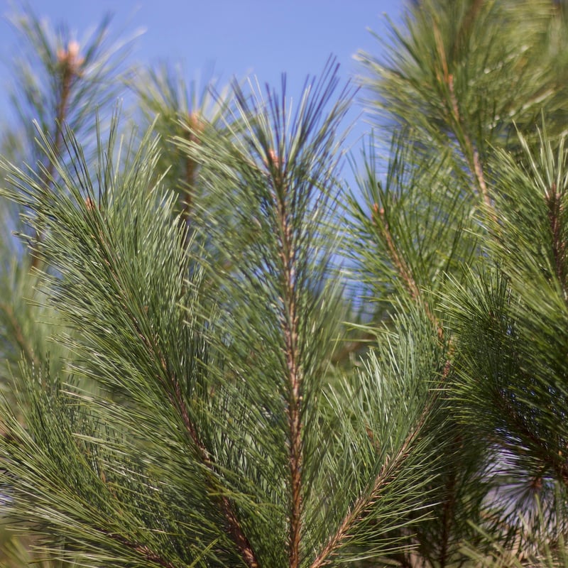 赤松の細胞水 / Akamatsu cell-water / Pinus densiflo
