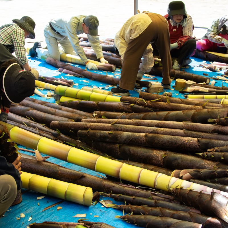 Man 生写真　　全423枚 トリックスター / Ninja ZX-4R SE/4RR（24-26）政府認証ダウンフル