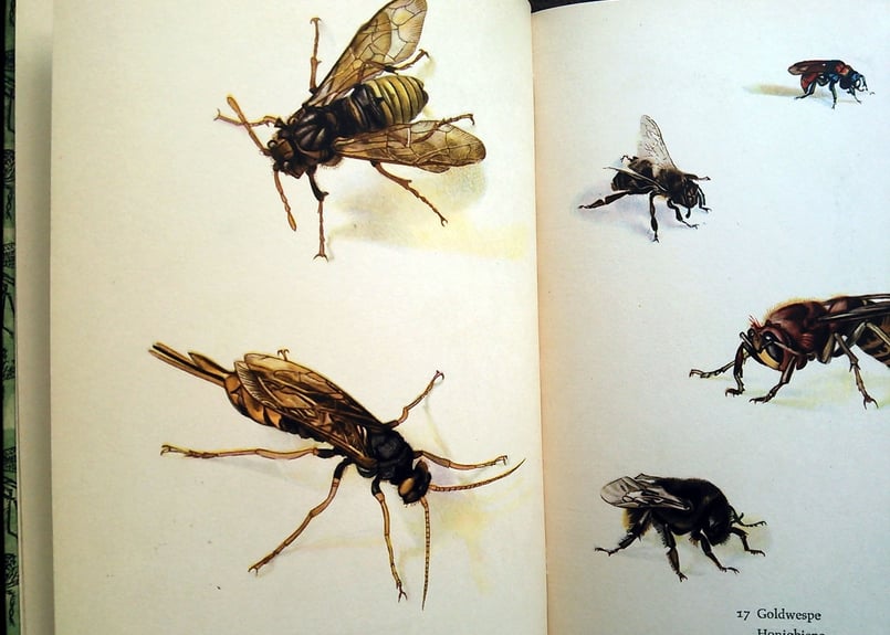 再入荷】1961年ドイツ インゼル文庫Nr.725＜小さな昆虫図鑑＞◇Das