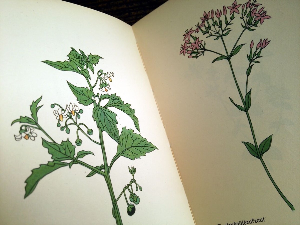 1958年ドイツ インゼル文庫Nr.281<野に咲く花の小さな本>◇Das klein 1958年ドイツ インゼル文庫Nr.281<野に咲く花の小さな本>◇Das klein