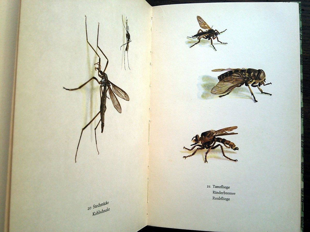 再入荷】1961年ドイツ インゼル文庫Nr.725＜小さな昆虫図鑑＞◇Das