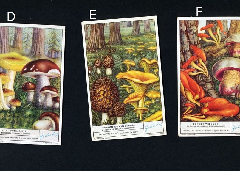1950年 LIEBIG◇キノコ9種アンティーク・ビンテージカード | Astro