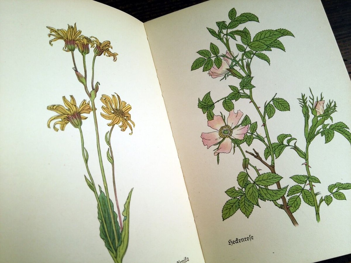1958年ドイツ インゼル文庫Nr.281<野に咲く花の小さな本>◇Das 1958年ドイツ インゼル文庫Nr.281<野に咲く花の小さな本>◇Das