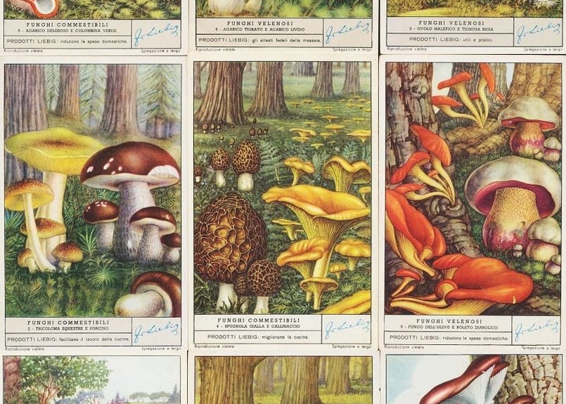 1950年 LIEBIG◇キノコ9種アンティーク・ビンテージカード | Astro
