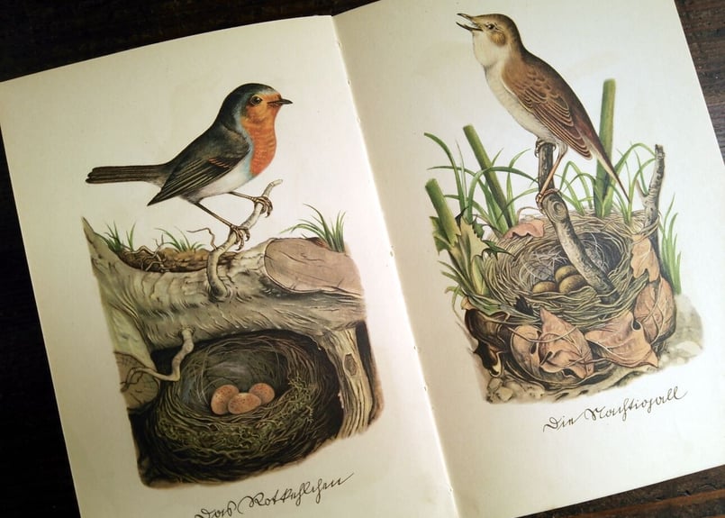 まとめ売り♪　インゼル文庫3点セット　鳥・蝶・木の図鑑　ドイツ古書 1955年ドイツ インゼル文庫Nr.100＜鳥と巣の小さな本＞◇Das kleine
