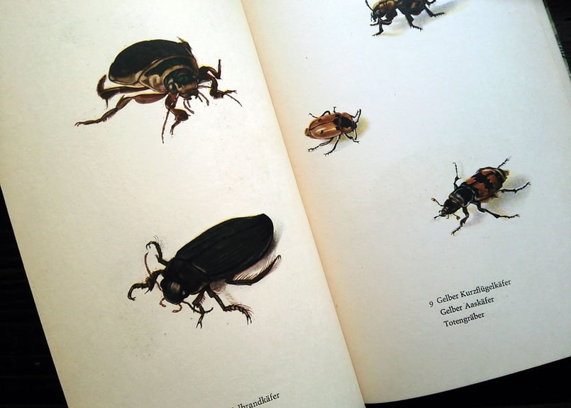 再入荷】1961年ドイツ インゼル文庫Nr.725＜小さな昆虫図鑑＞◇Das