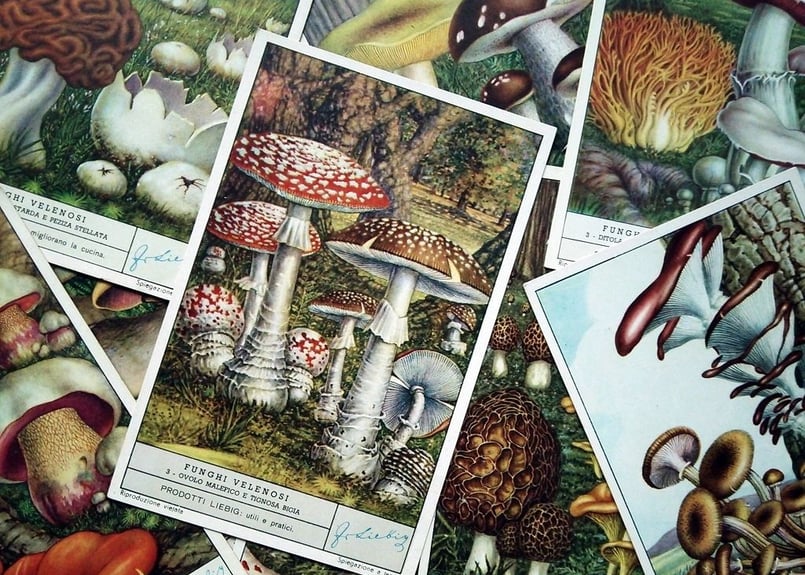 1950年 LIEBIG◇キノコ9種アンティーク・ビンテージカード | Astro