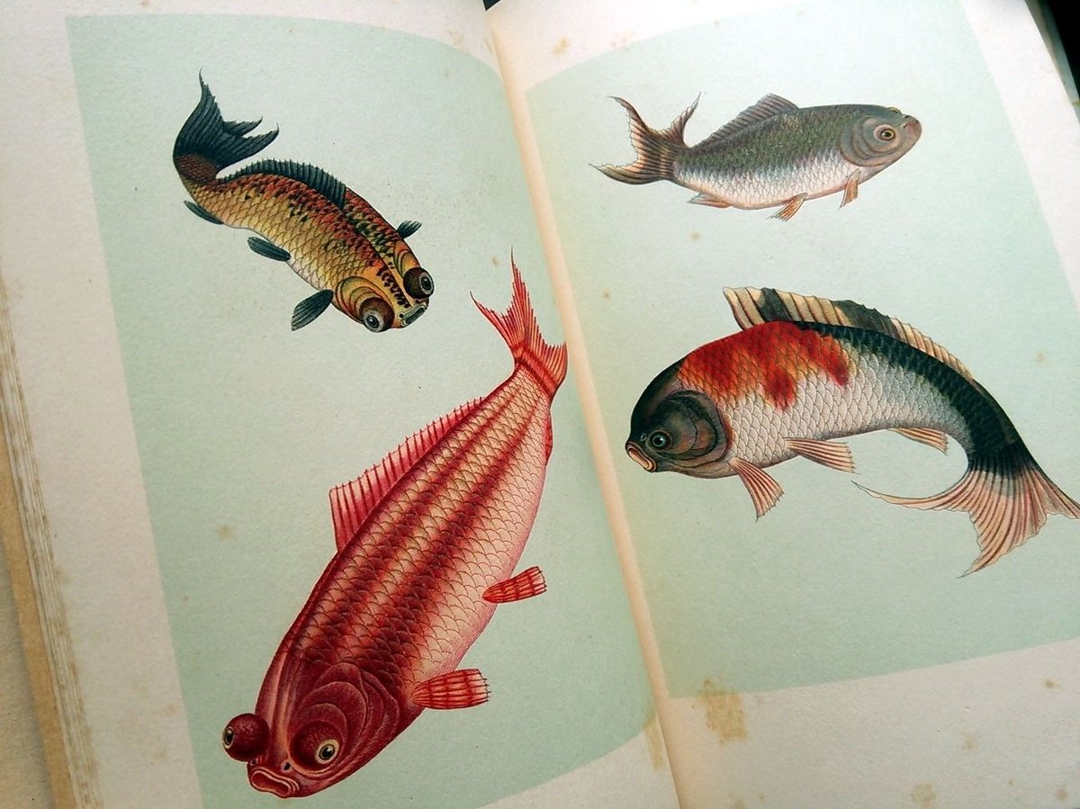 再入荷】1935年ドイツ インゼル文庫Nr.255＜小さな金魚の本