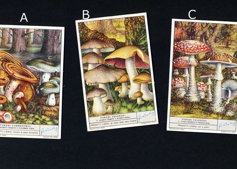 1950年 LIEBIG◇キノコ9種アンティーク・ビンテージカード | Astro