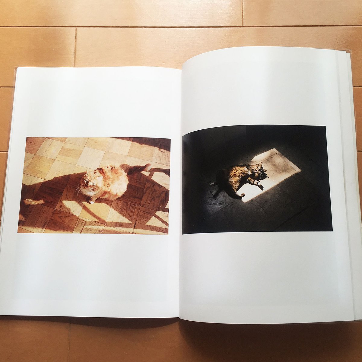 CAT. | spinning books