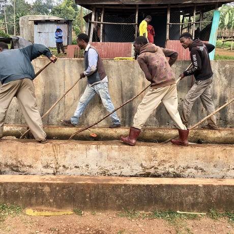 Ethiopia Yirgacheffe G1 Gotiti CWS Fully Washed