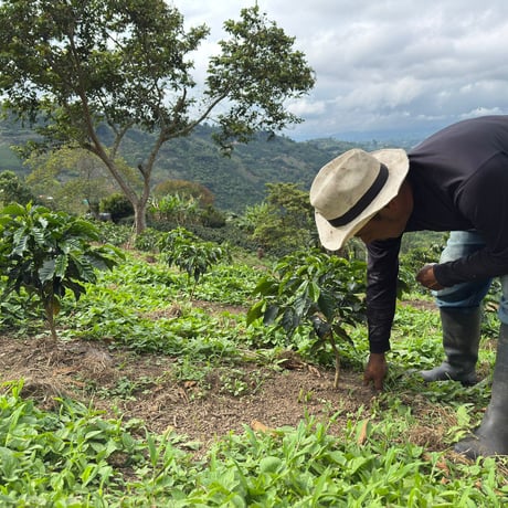 [終売] Colombia Huila 'Idali Jimenez Dorado' Ombligon Fully Washed