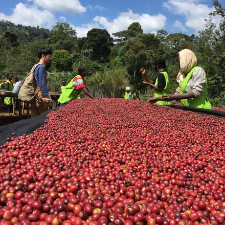 Ethiopia Yirgacheffe G1 Gotiti CWS Fully Washed