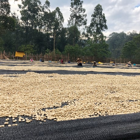 Ethiopia Yirgacheffe G1 Worka Sakkaro CWS Natural process
