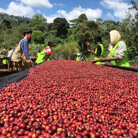 Ethiopia Yirgacheffe G1 Worka Sakkaro CWS Natural process