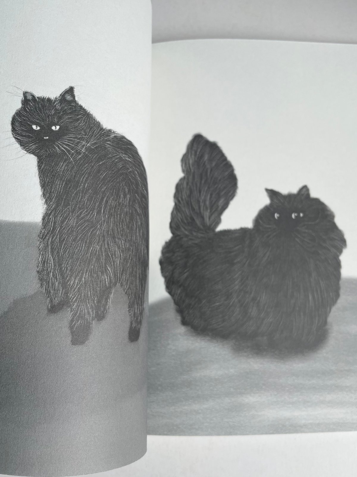 Tonnyapar's Cats Art 2｜WHITE & BLACK | POPOTAME