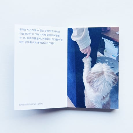SSW｜ミレは本当に義理堅い子犬