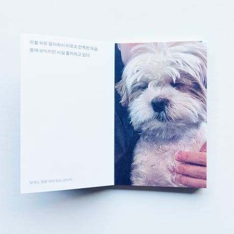 SSW｜ミレは本当に義理堅い子犬