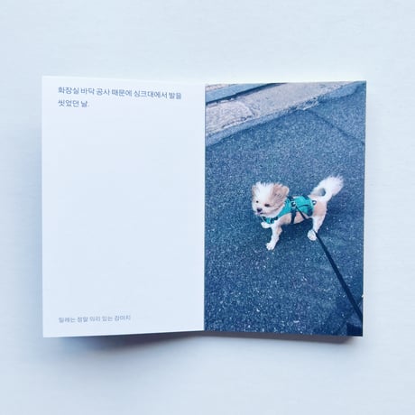SSW｜ミレは本当に義理堅い子犬