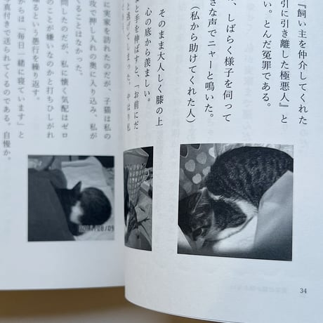 玉置標本｜実家の猫が懐かない