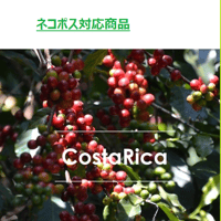 コスタリカ　ロス・アンヘレス　　100g