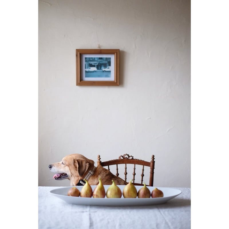 France ピリヴィッツ ロングオーバルプレート 44.5cm France ピリヴィッツ ロングオーバルプレート 44.5cm