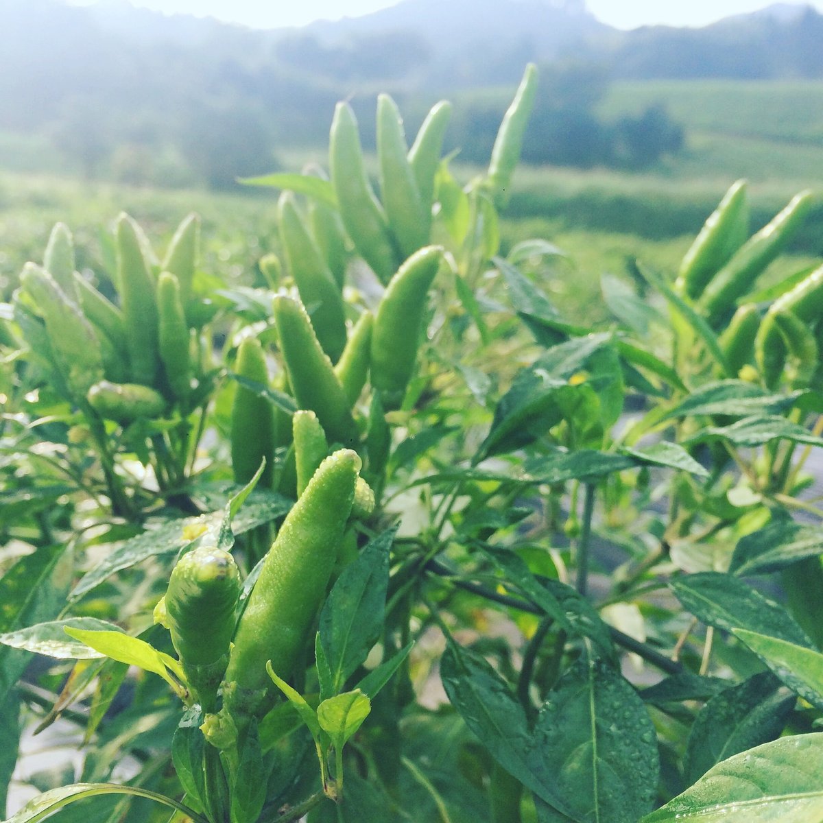 唯一味 あおとうがらし | 唯一味オンラインストア