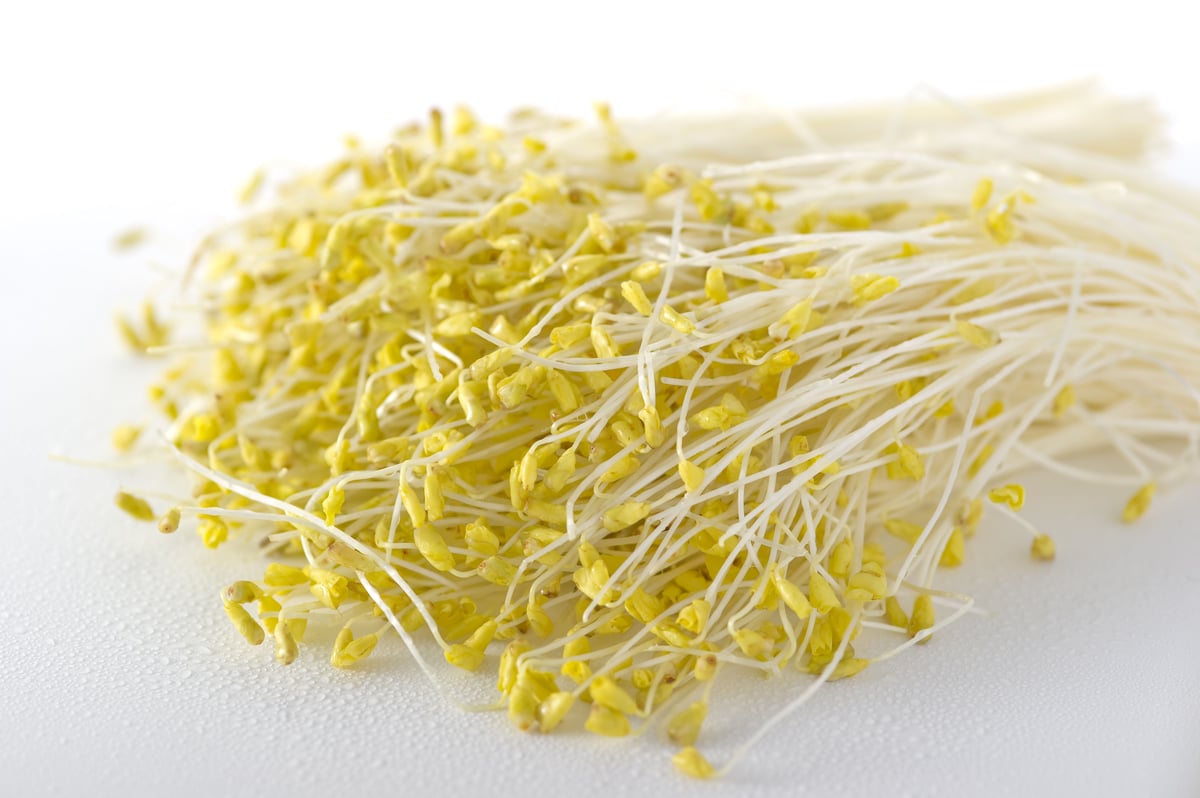 津軽平野のそばもやし300g×6パック | あすなろ理研株式会社｜青森県産