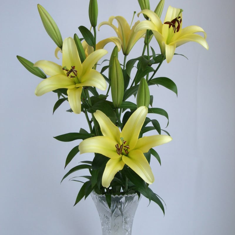 オリエンタルゆり贈答用5本 （または20輪以上） | あすなろ理研株式