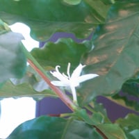 自家焙煎　足利珈琲日和りブレンド　200ｇ