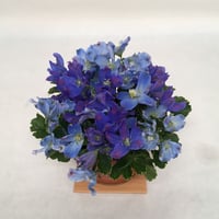 《花と漆器と色》秋晴（秋）