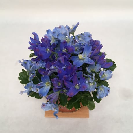 《花と漆器と色》秋晴（秋）