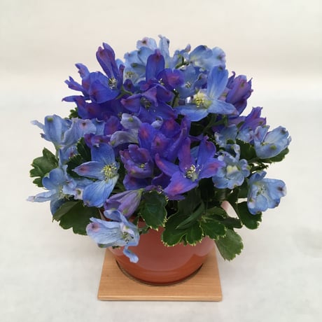 《花と漆器と色》秋晴（秋）