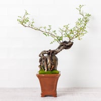 仏像盆栽】カエデ（楓） | Daisuke Nakajima～アート植物のオンライン