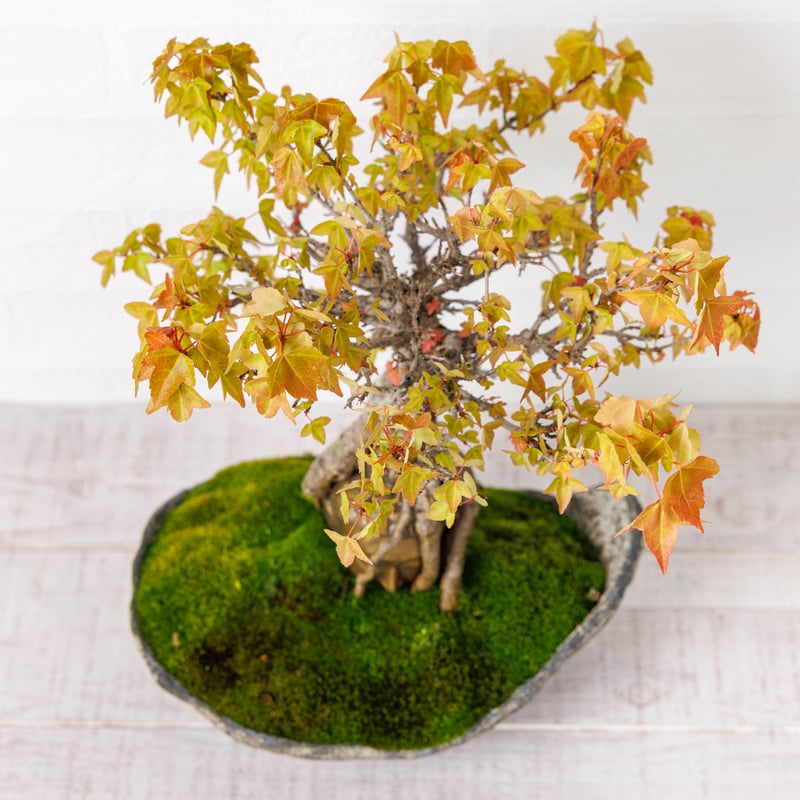 仏像盆栽】カエデ（楓） | Daisuke Nakajima～アート植物のオンライン