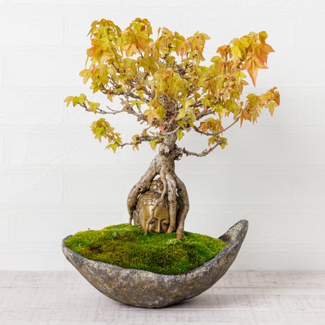 Daisuke Nakajima～アート植物のオンラインショップ