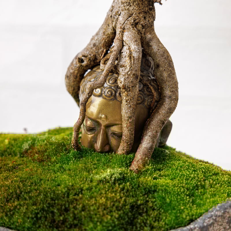 仏像盆栽】カエデ(楓) | Daisuke Nakajima~アート植物のオンライン 仏像盆栽】カエデ(楓) | Daisuke Nakajima~アート植物のオンライン