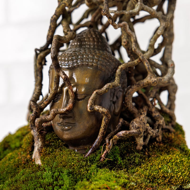 皐月盆栽　サツキ　ツチジ 仏像盆栽】サツキ（皐月） | Daisuke Nakajima～アート植物の