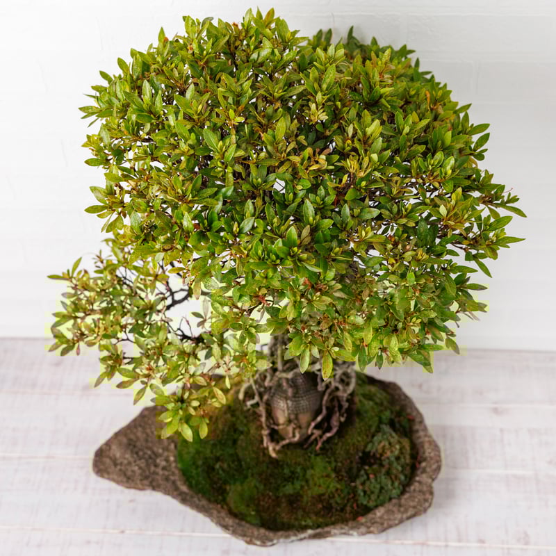 サツキ盆栽☆☆☆☆ 仏像盆栽】サツキ（皐月） | Daisuke Nakajima～アート植物の