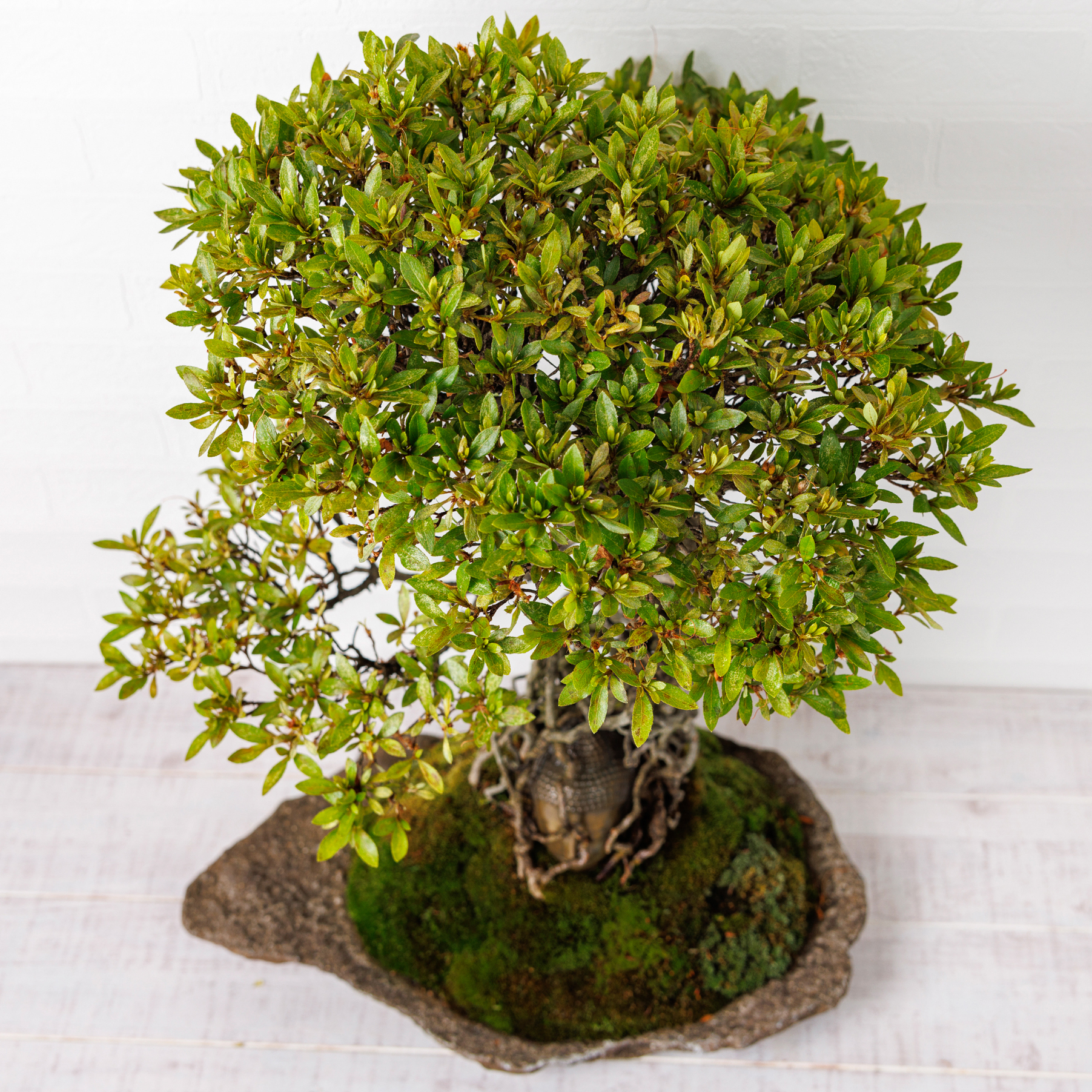 盆栽 『サツキ』 皐月 花 インテリア 観葉植物 園芸 送料無料 b284 仏像盆栽】サツキ（皐月） | Daisuke Nakajima～アート植物の