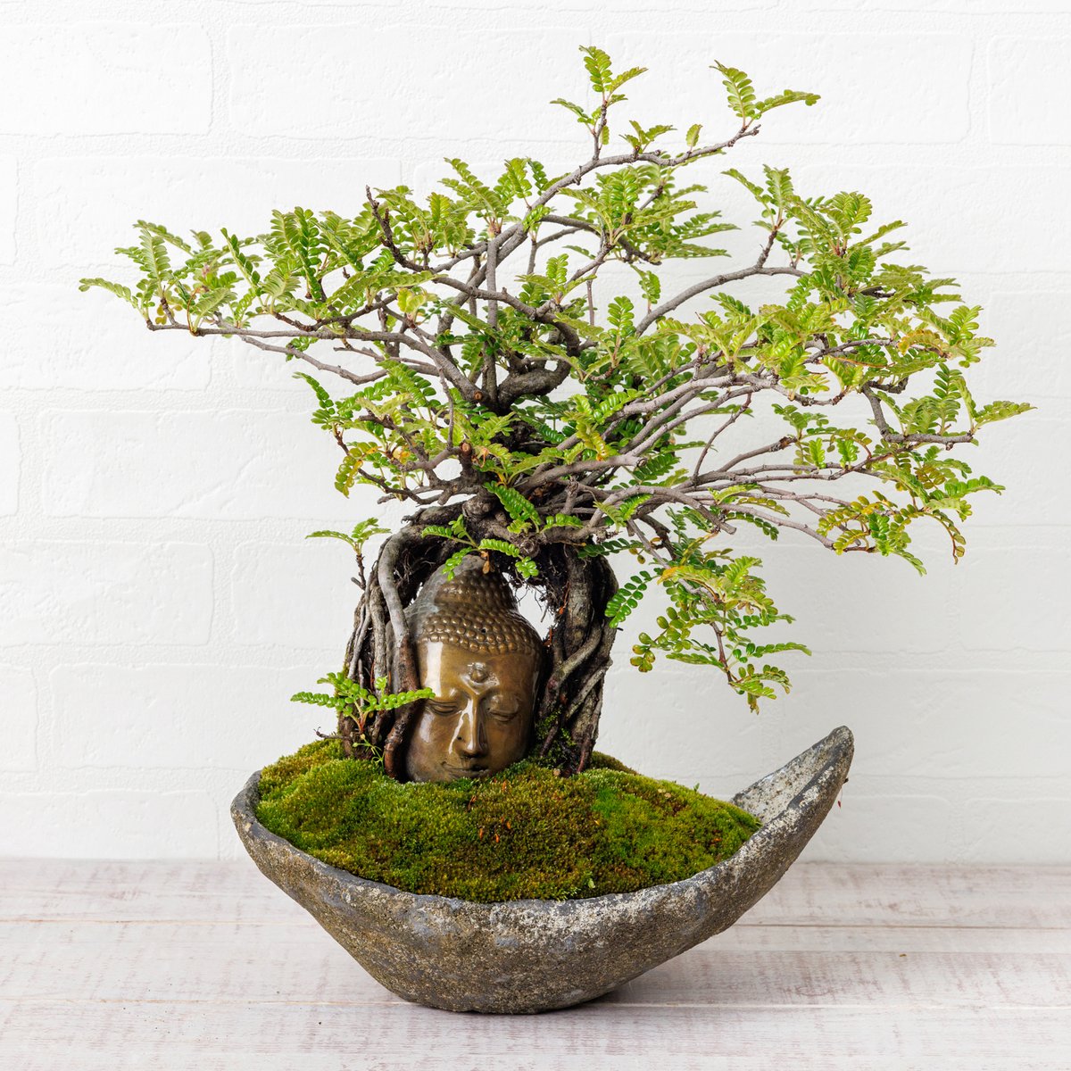 磯山椒(イソザンショ) 磯山椒（イソザンショウ） / 盆栽、多肉植物、塊根植物、観葉
