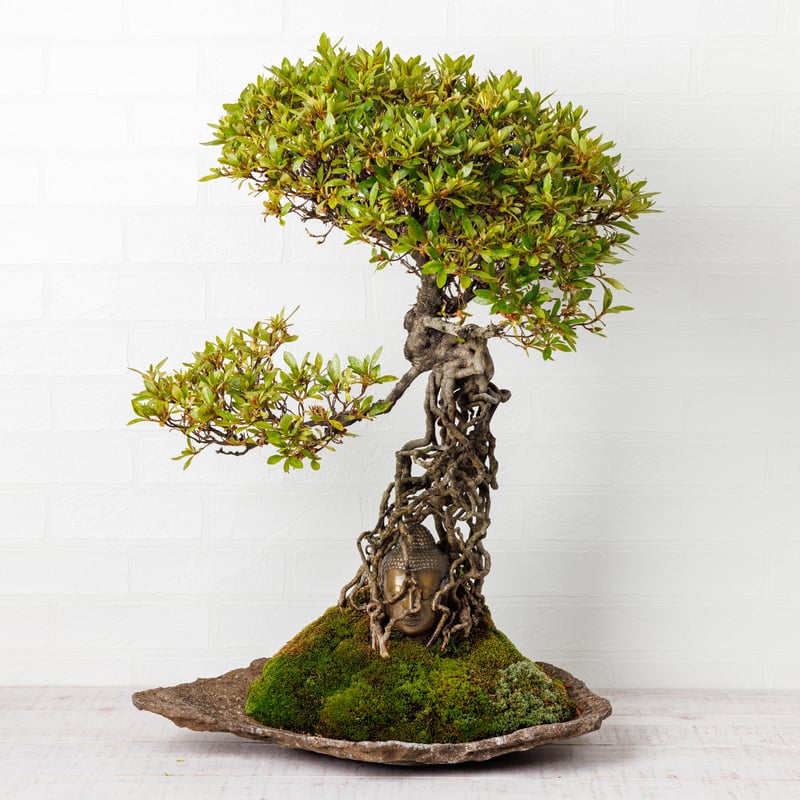 仏像盆栽】サツキ（皐月） | Daisuke Nakajima～アート植物の